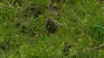 Corn Bunting