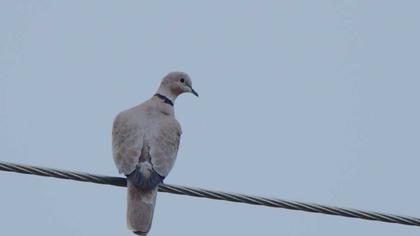 Eurasian Collared Dove