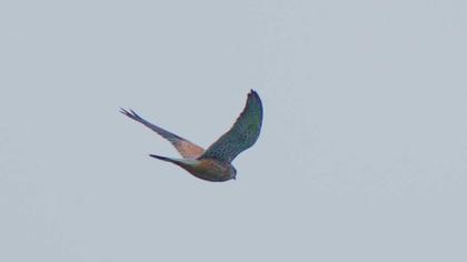 Common Kestrel