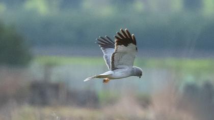 Hen Harrier