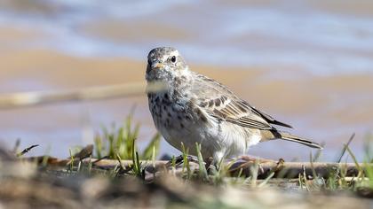Water Pipit