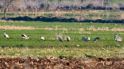Common Crane
