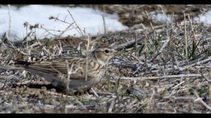 Eurasian Skylark
