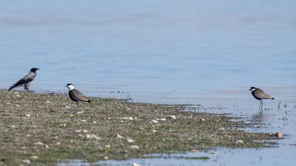 Spur-winged Lapwing