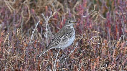 Buff-bellied Pipit