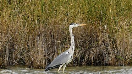 Grey Heron