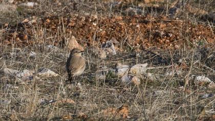 Isabelline Wheatear