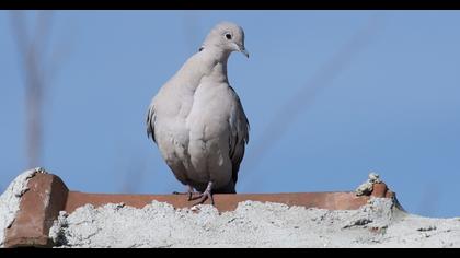 Eurasian Collared Dove