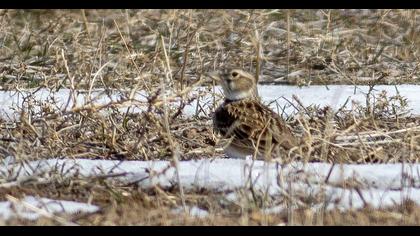 Calandra Lark