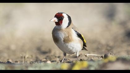 European Goldfinch