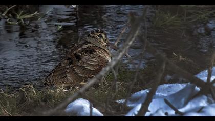 Eurasian Woodcock