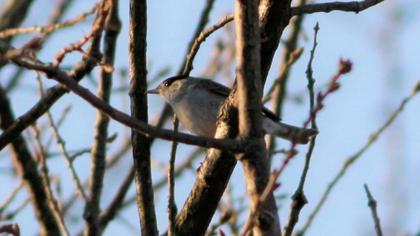 Eurasian Blackcap