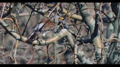 Fieldfare