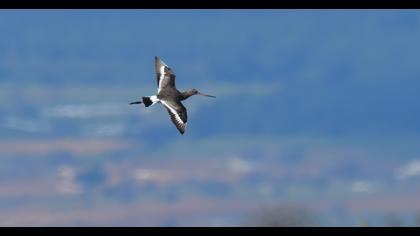 Black-tailed Godwit