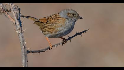 Dunnock