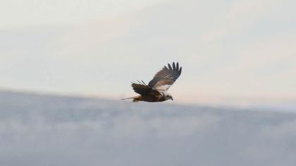 Western Marsh Harrier