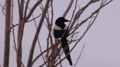 Eurasian Magpie