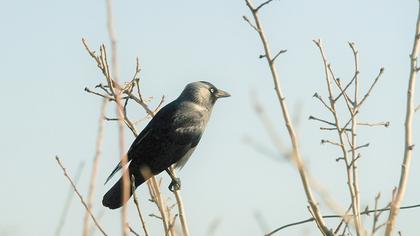 Western Jackdaw