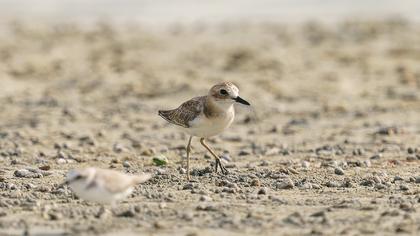 Greater Sand Plover