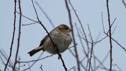 House Sparrow