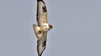 Rough-legged Buzzard