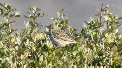 Meadow Pipit