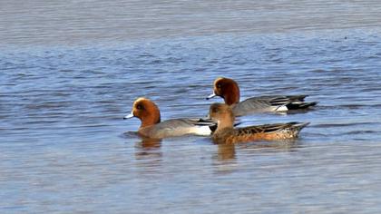Eurasian Wigeon