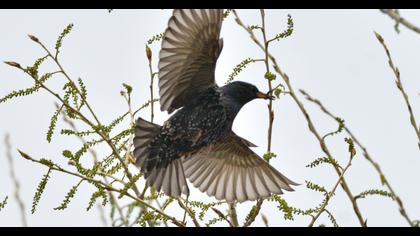 Common Starling