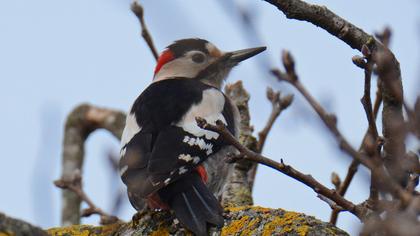 Syrian Woodpecker