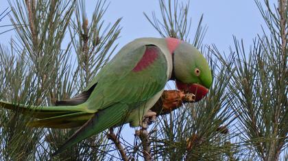 Alexandrine Parakeet