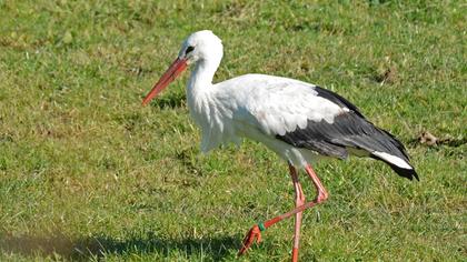 White Stork
