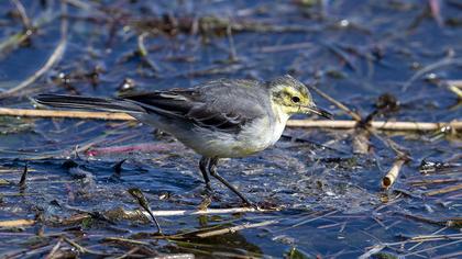 Citrine Wagtail