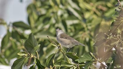Eurasian Blackcap