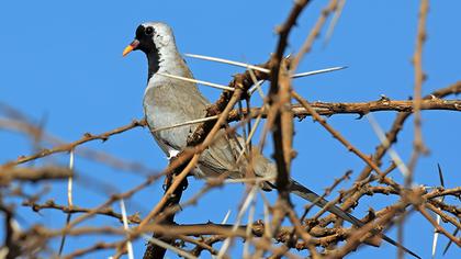 Namaqua Dove