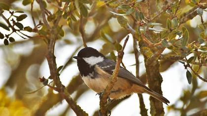 Coal Tit