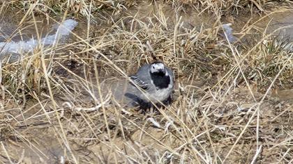 White Wagtail
