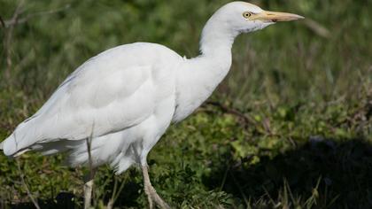 Western Cattle Egret