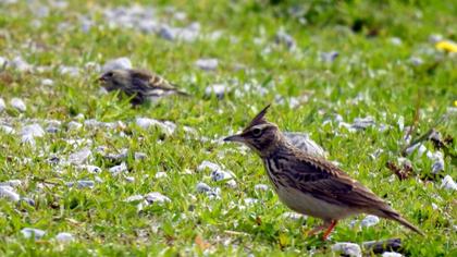 Crested Lark