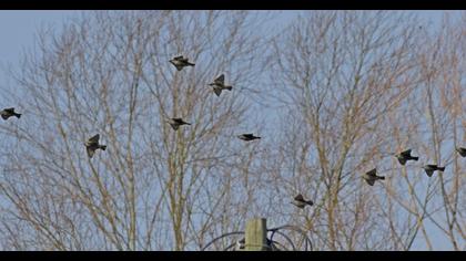 Common Starling