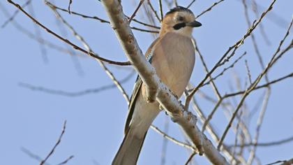 Eurasian Jay