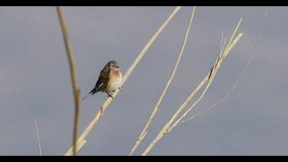 Common Linnet