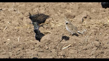 Calandra Lark