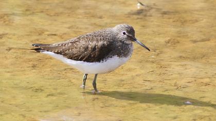 Green Sandpiper