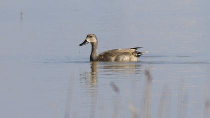 Gadwall