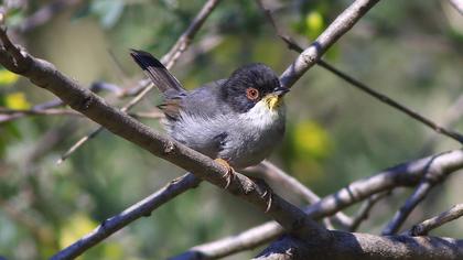 Sardinian Warbler