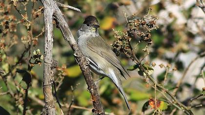 Karabaşlı ötleğen