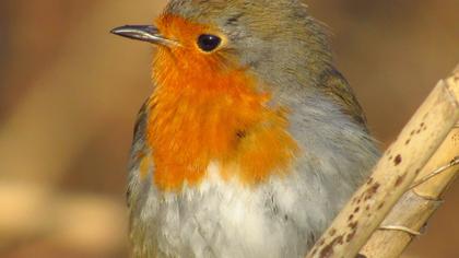 European Robin
