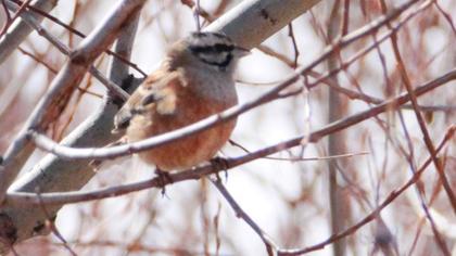 Rock Bunting