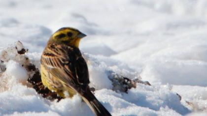 Yellowhammer