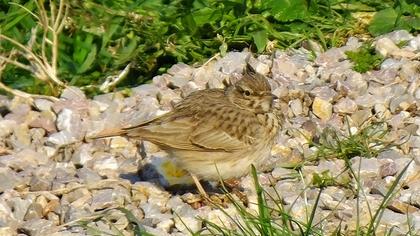 Crested Lark